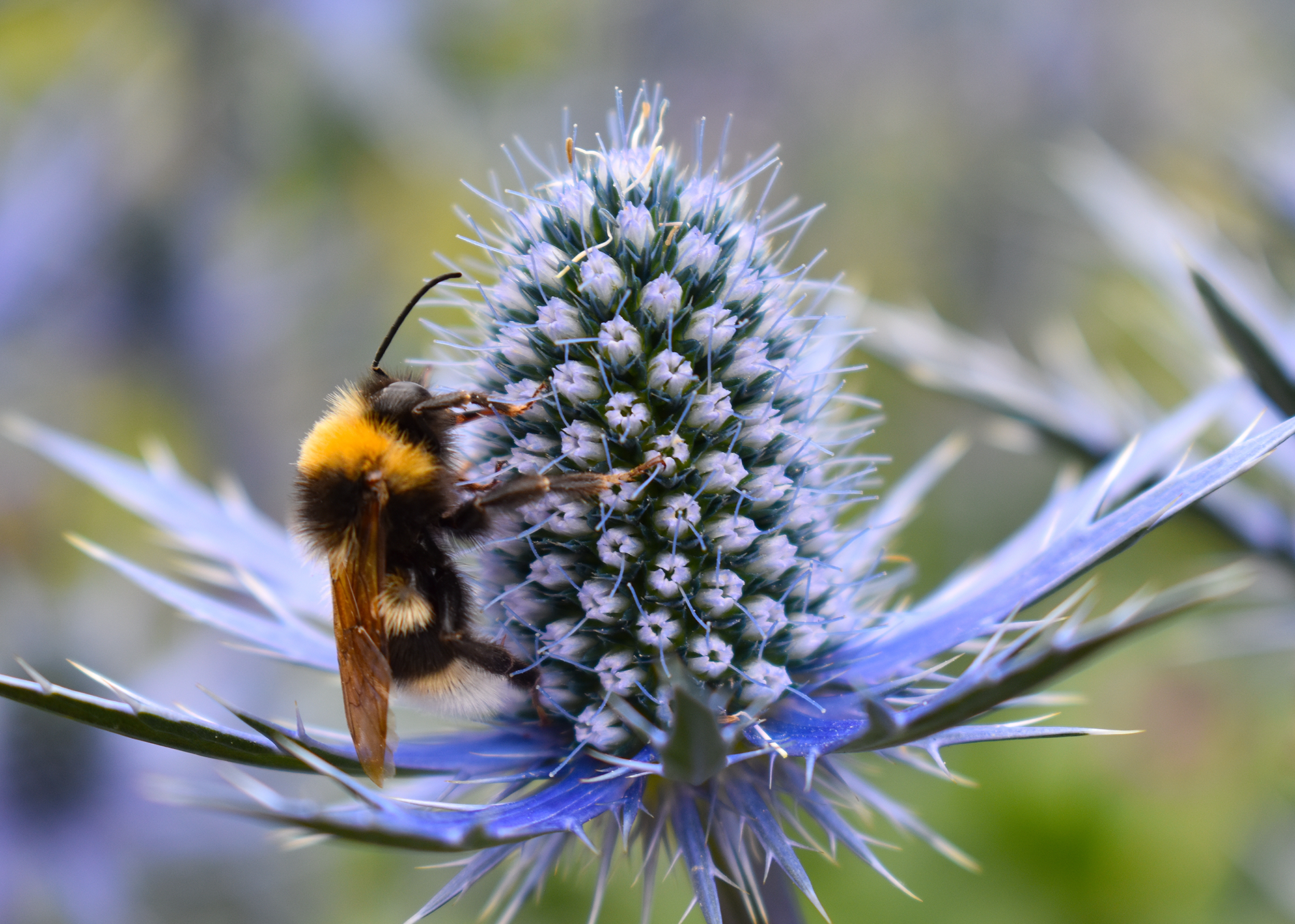 5 Ways You Can Help to Save the Bees in 2023 - Honeyopathy