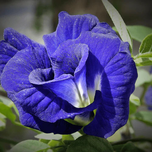 No 24 Butterfly Pea