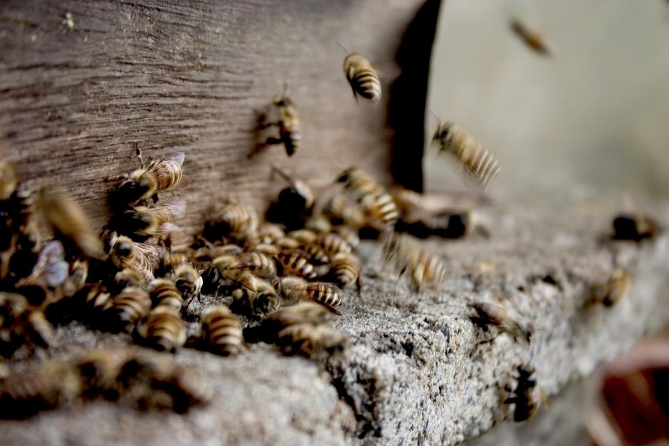 Unveiling the Secret to Longevity with Bee-Based Supplements