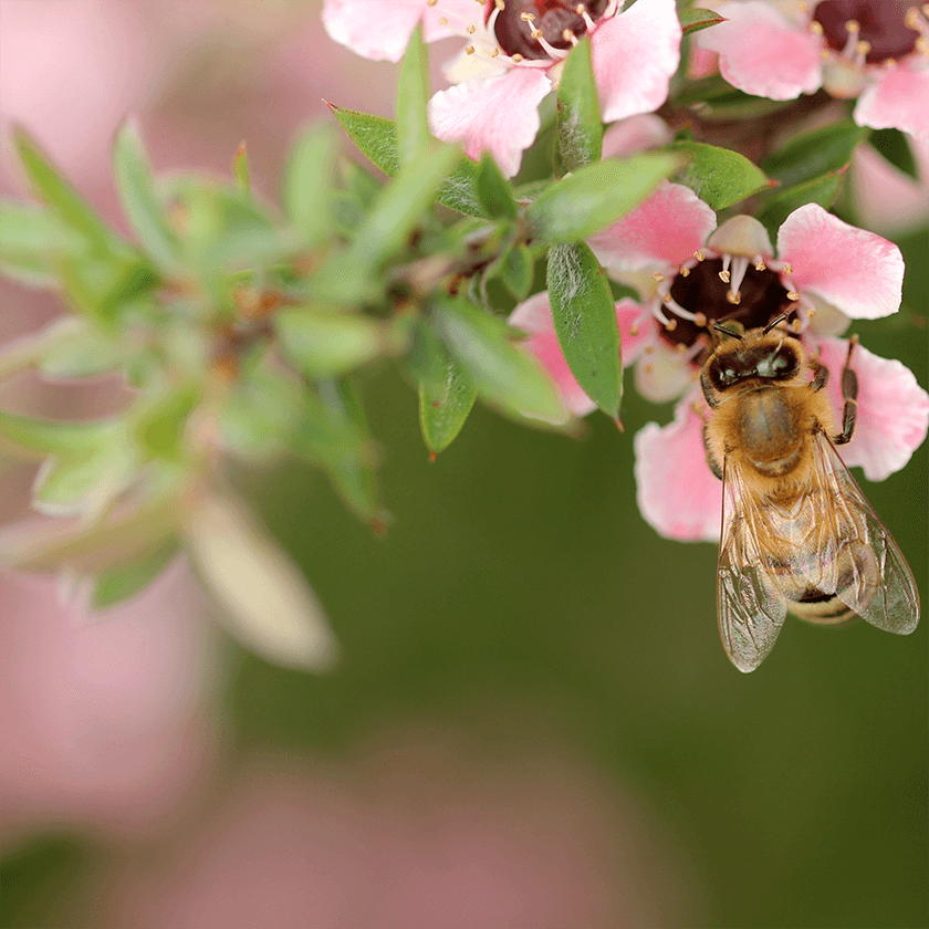 Sustaining The Bee Community - Honeyopathy